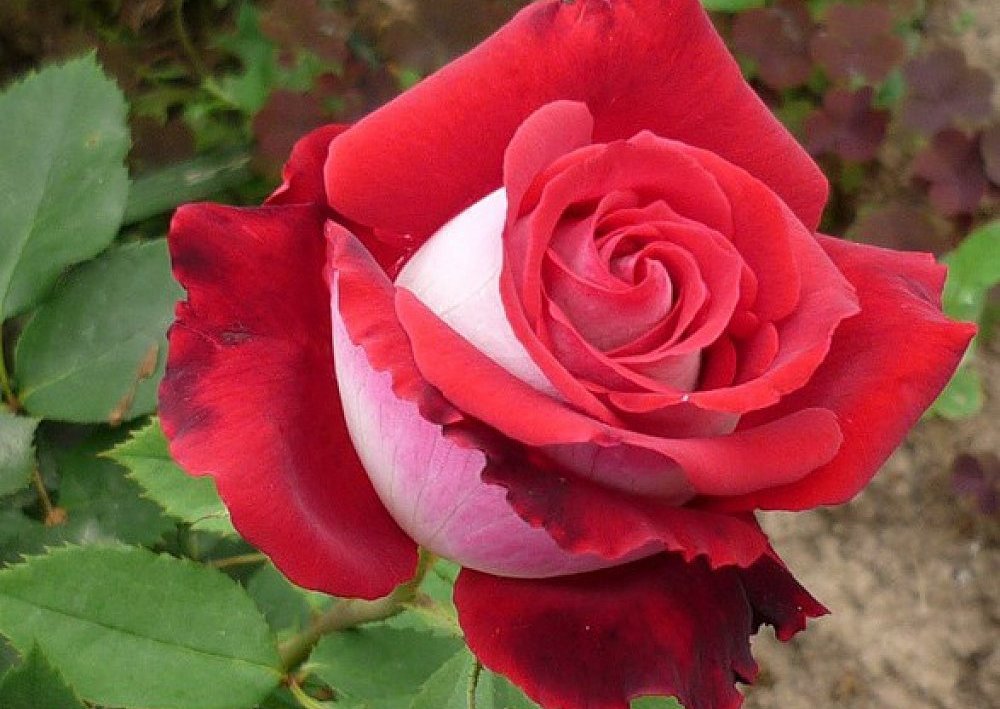 Сорта роз флорибунда с фото, названием и описанием – Антонов сад